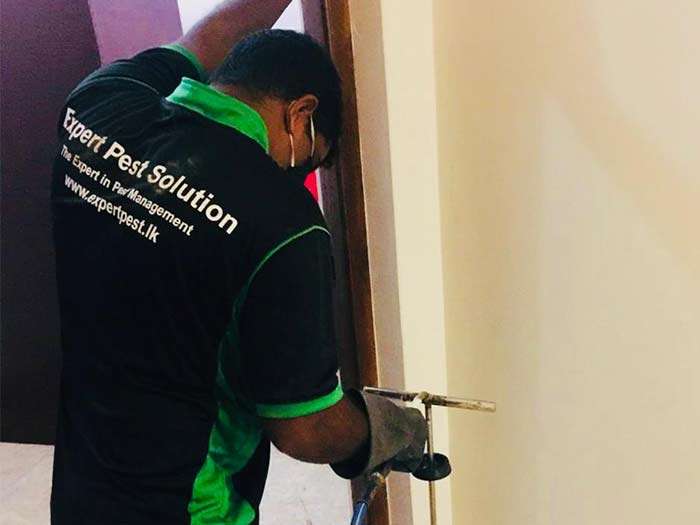 Gallery image for Expert Pest Solution