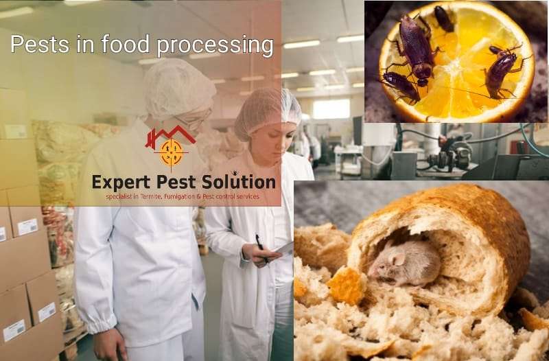Pest in food processing Expert Pest Solution